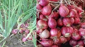 Harga Bawang Merah Melonjak hingga Rp 70.000 per Kilogram Akibat Gagal Panen
