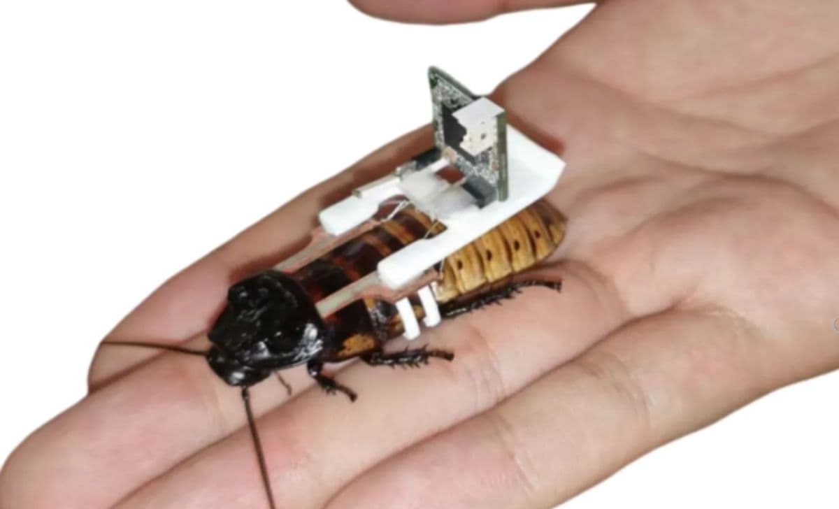 Peneliti NTU Singapura Ciptakan Kecoak Cyborg dalam Waktu 68 Detik