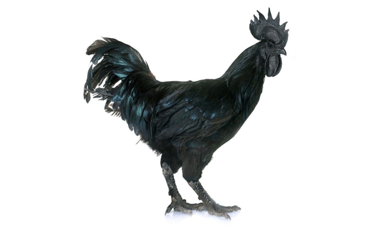 Ayam Cemani: Asal-usul, Manfaat, dan Harga Selangit di Pasar Eropa