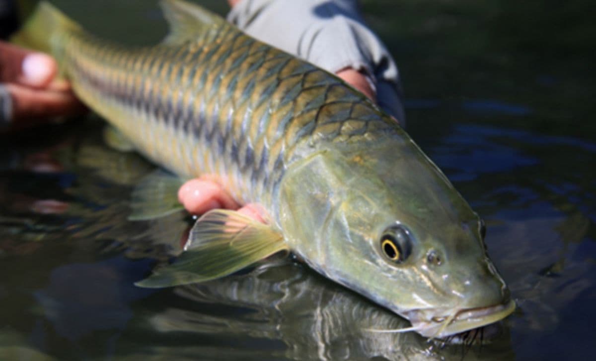 Ikan Mahseer: Mengenal Habitat dan Legenda Ikan Dewa di Jawa Timur