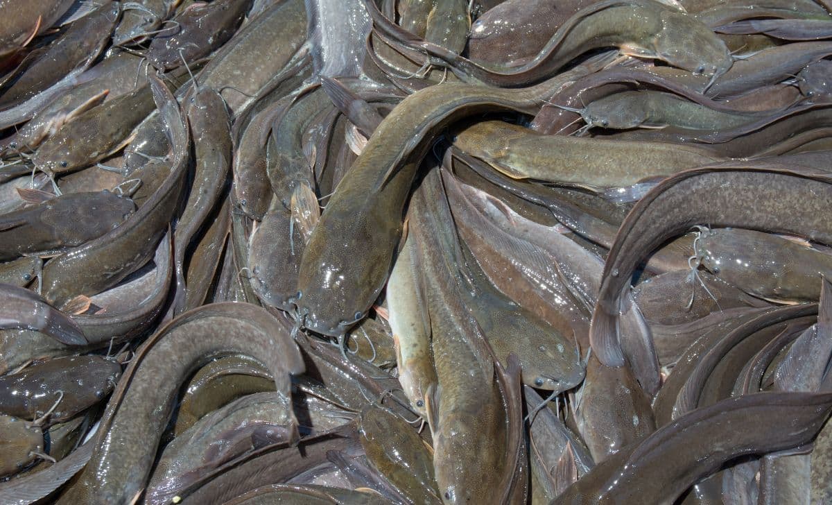 Kode Alam Ikan Lele 2D, 3D, & 4D: Menyelami Makna Mimpi dan Angka