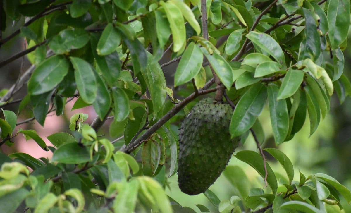 10 Manfaat Daun Sirsak untuk Kesehatan Tubuh