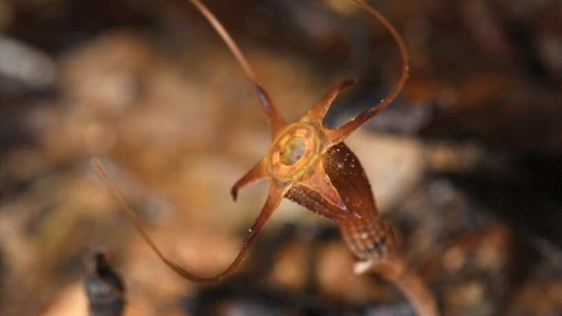 Tanaman Langka Ditemukan di Malaysia, Terancam Punah Akibat Aktivitas Pendakian