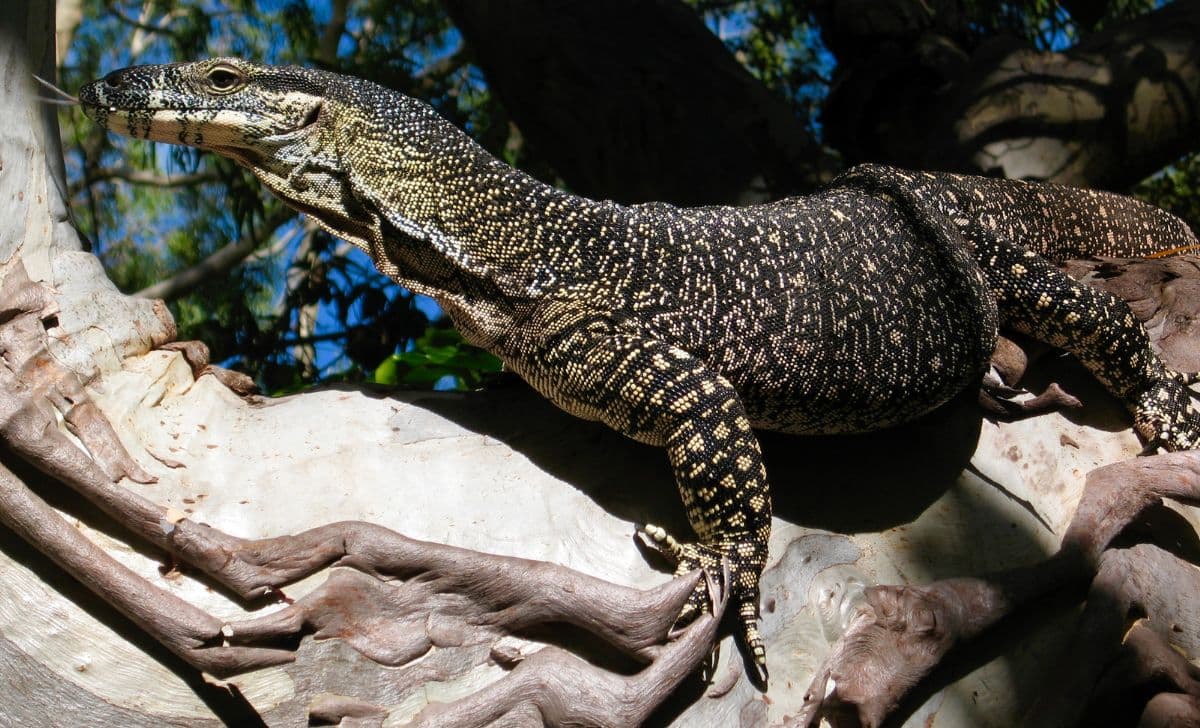 Kode Alam Biawak 2D, 3D, & 4D: Prediksi Angka Jitu dari Tafsir Mimpi