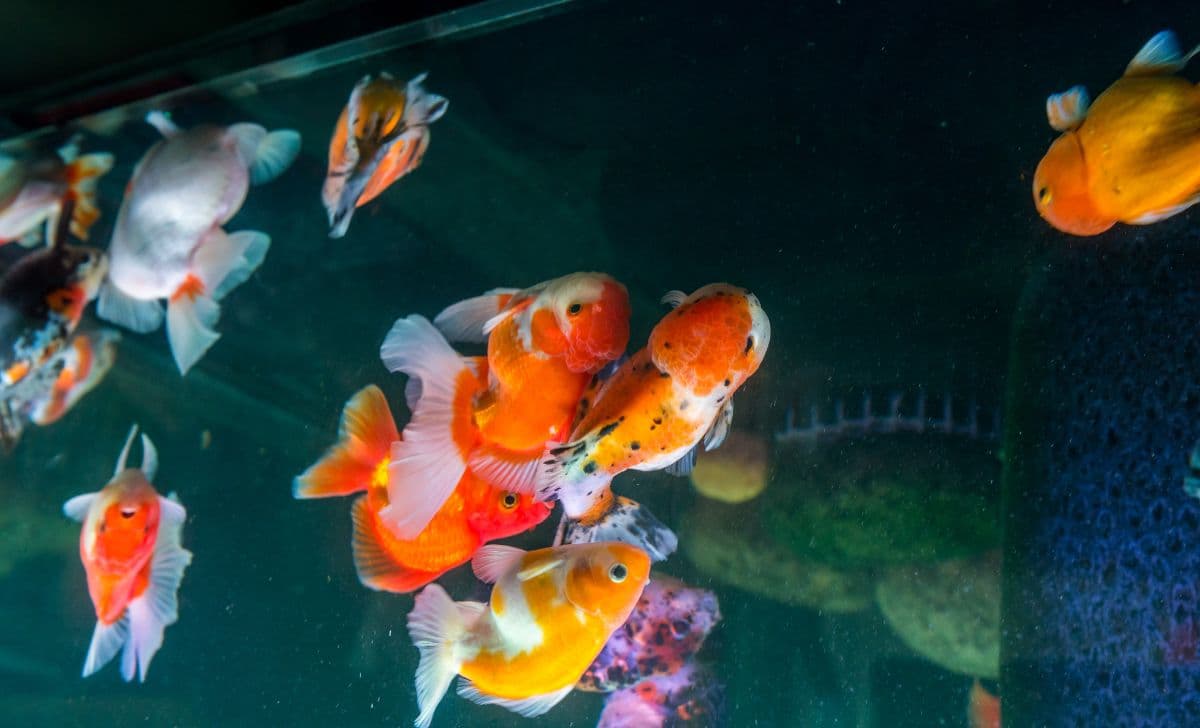 Kenapa Ikan Koki Berenang Terbalik? Begini Cara Mengobatinya!