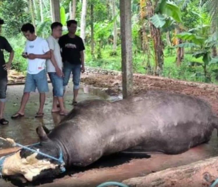 Sapi Kurban Presiden Prabowo Mati Mendadak, Diduga Keracunan