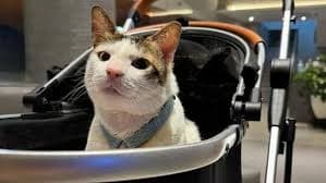 Bobby Kertanegara, Kucing Presiden Prabowo, Jadi Primadona di Petfest 2025