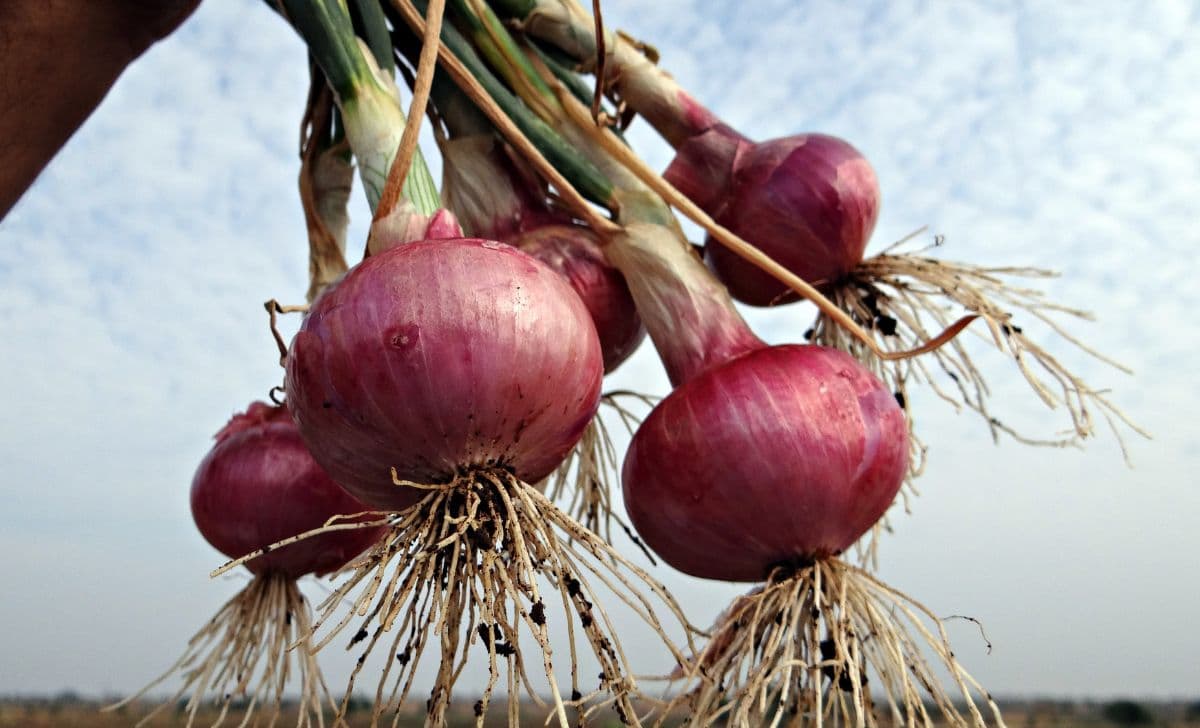 Ingin Belajar Cara Menanam Bawang Merah? Berikut Tips dan Triknya!