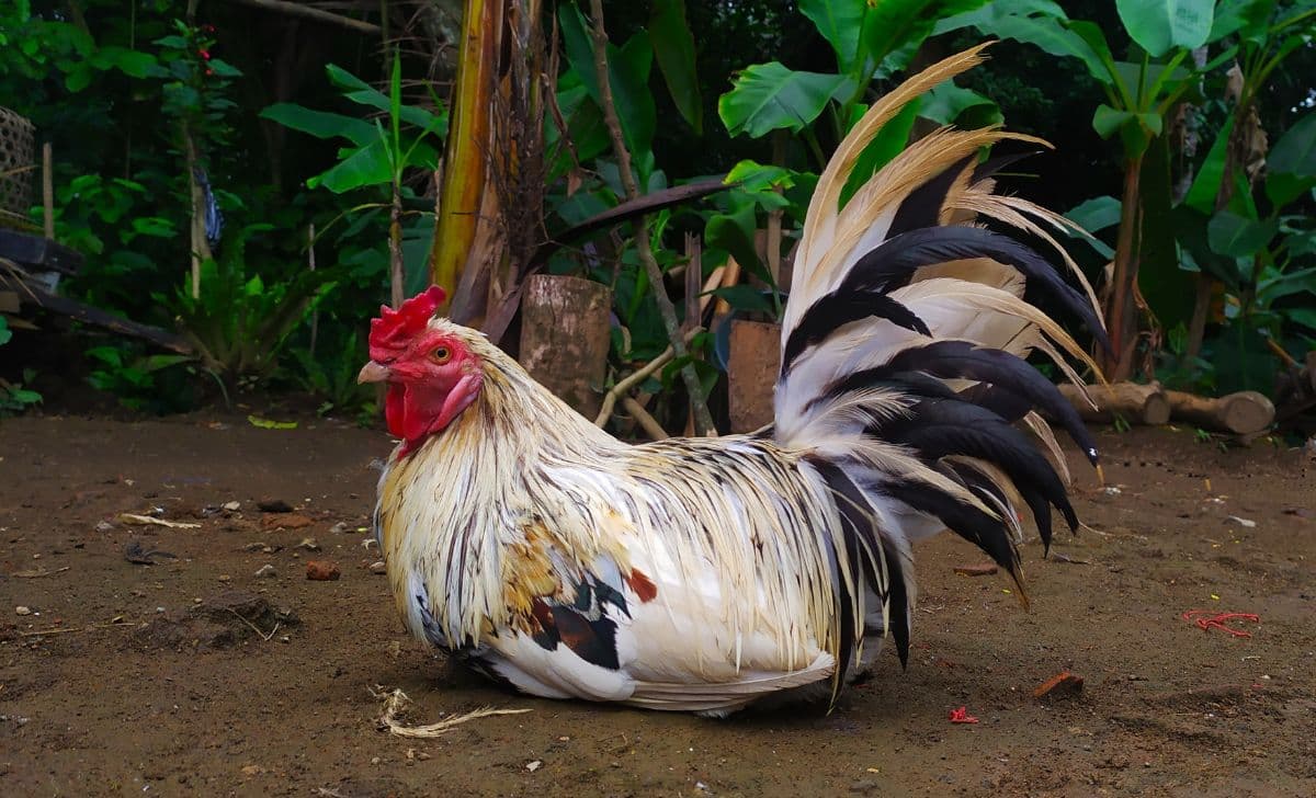 Kode Alam Ayam 2D, 3D, & 4D: Prediksi Angka Jitu dari Tafsir Mimpi
