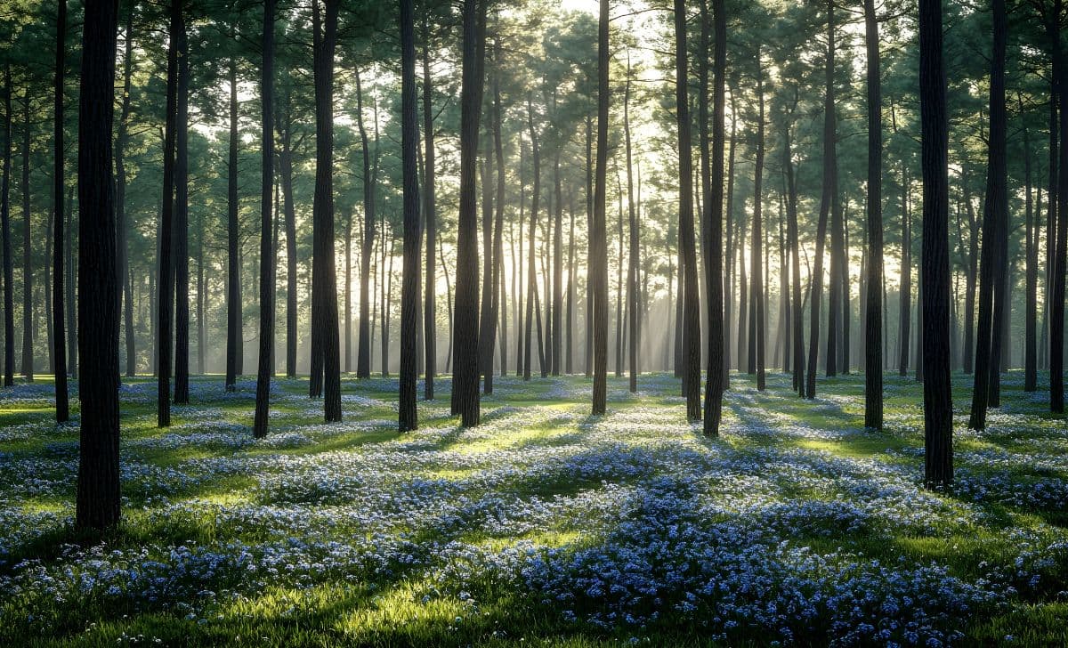 10 Manfaat Hutan Pinus Bagi Manusia dan Lingkungan