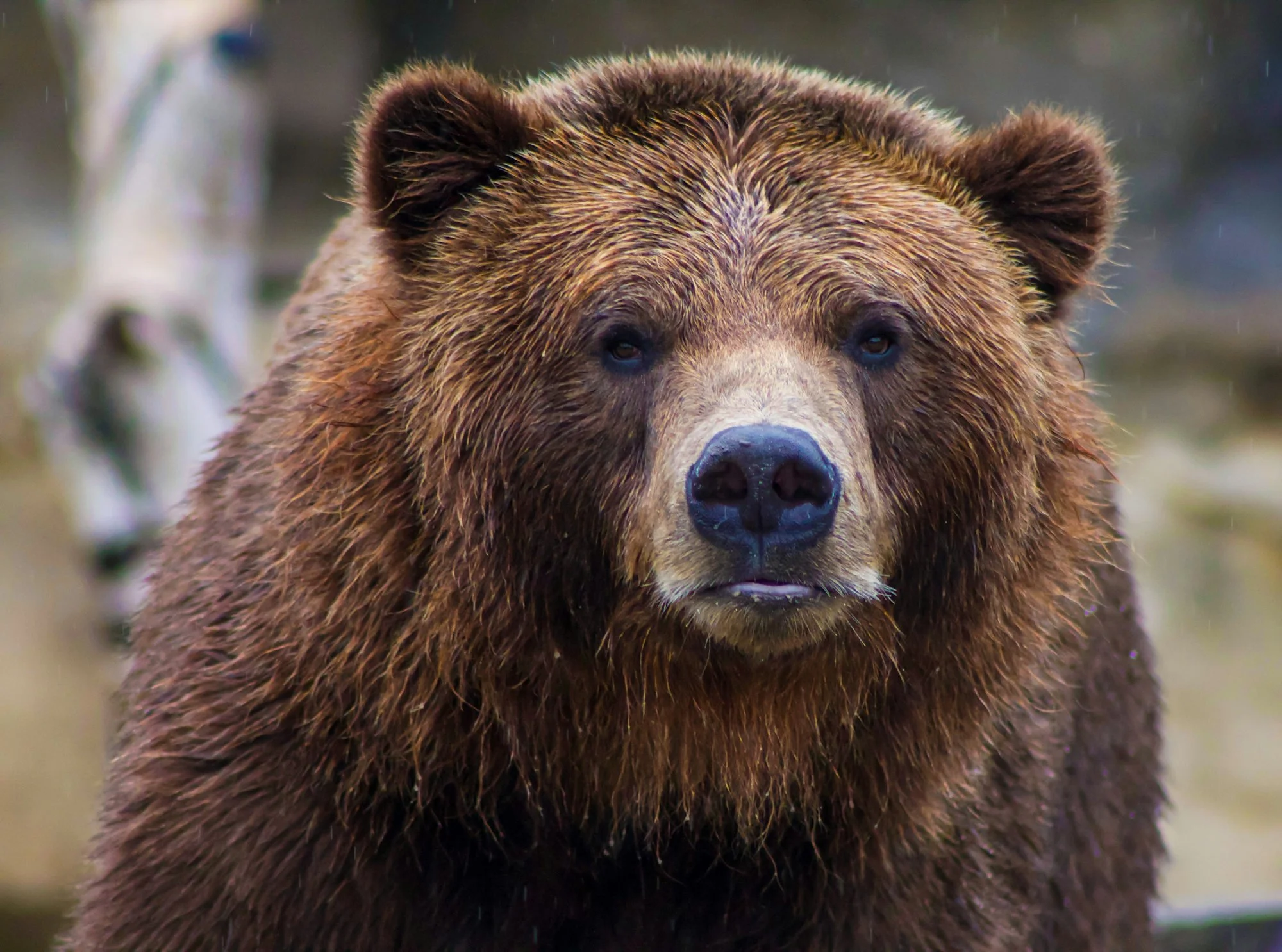 Bears Dominate Panthers: Highlights from the Latest Sports! Mini-Pod