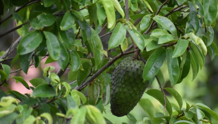 10 Manfaat Daun Sirsak untuk Kesehatan Tubuh