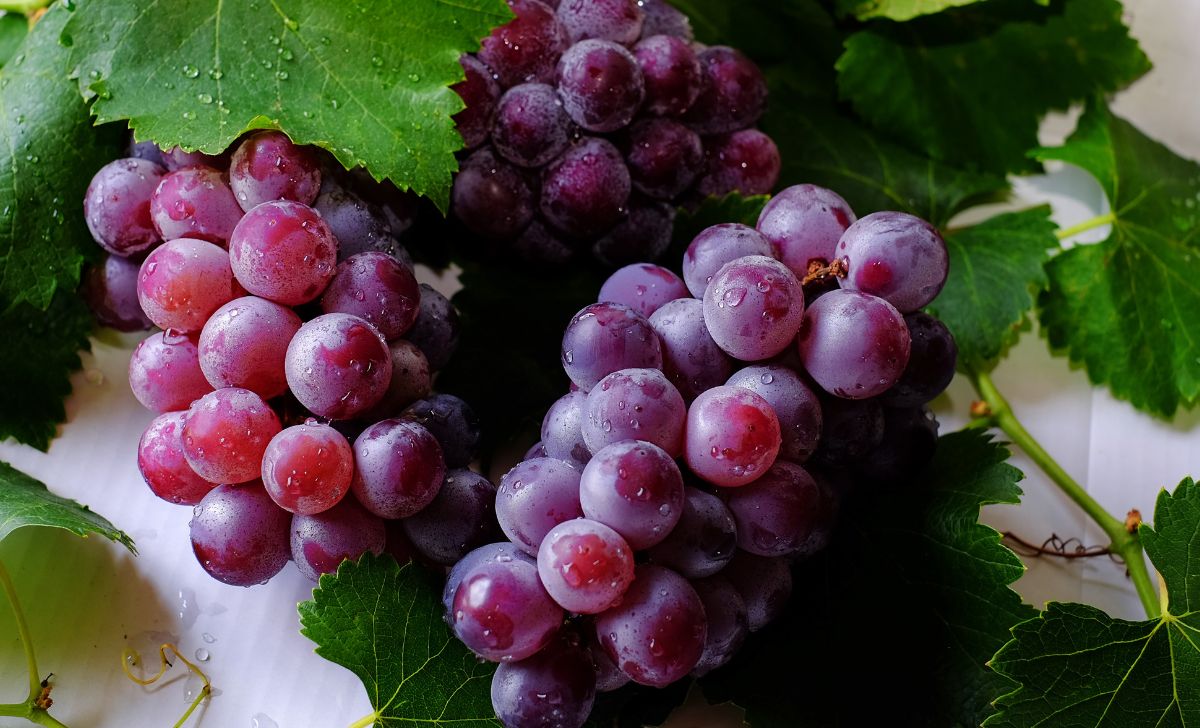 buah yang baik dikonsumsi saat batuk (2)