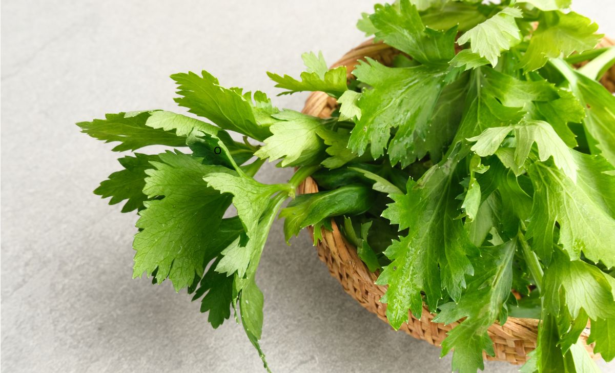 obat alami hipertensi