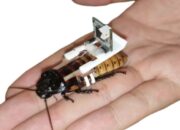 Peneliti NTU Singapura Ciptakan Kecoak Cyborg dalam Waktu 68 Detik