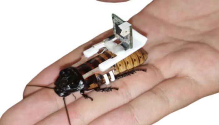 Peneliti NTU Singapura Ciptakan Kecoak Cyborg dalam Waktu 68 Detik