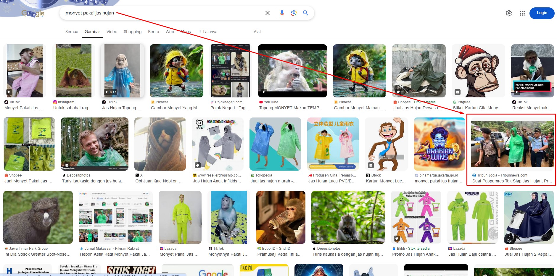 monyet pakai jas hujan