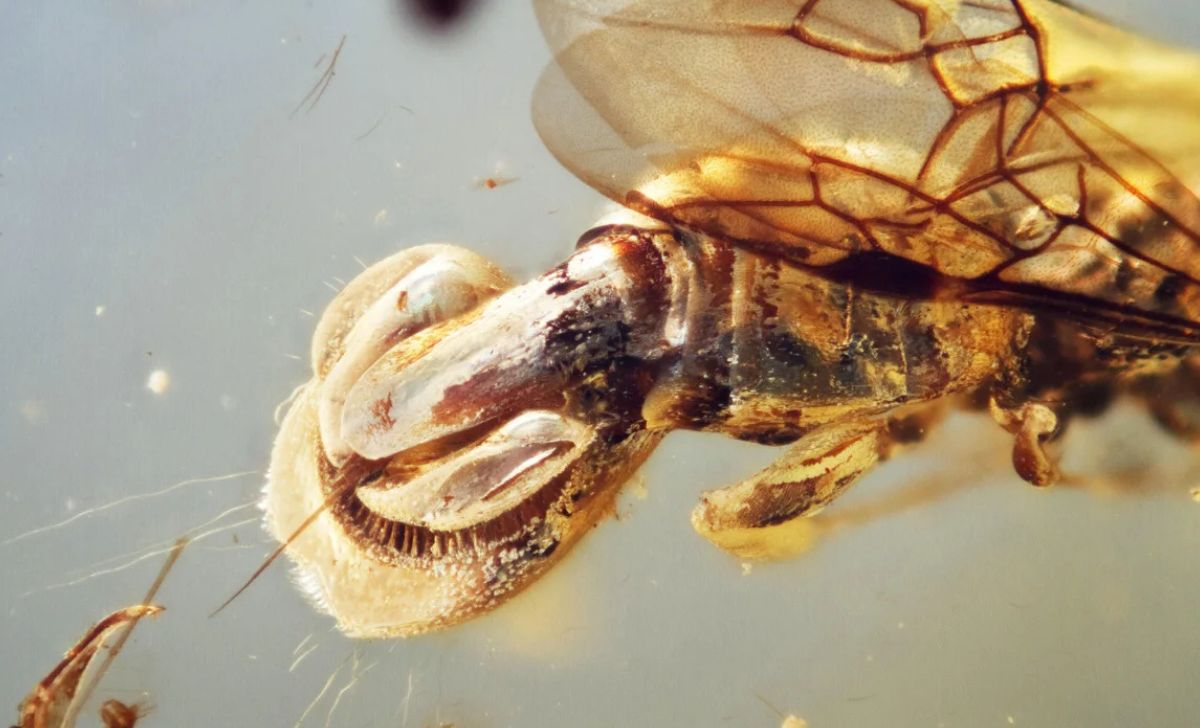 Fosil Tawon Parasit Berusia 99 Juta Tahun Ungkap Mekanisme Perangkap Unik