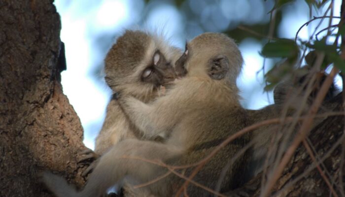 Inilah Arti Mimpi Ciuman Bibir dengan Orang yang Kita Kenal