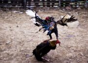 Kapolda Lampung Tantang TNI Buktikan Tuduhan Aliran Dana Judi ke Polsek Negara Batin