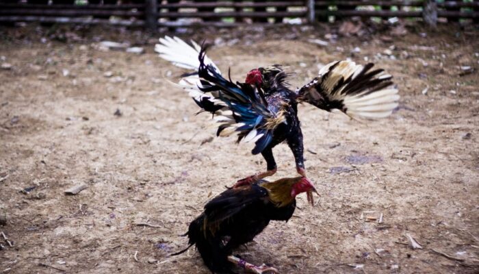 Kapolda Lampung Tantang TNI Buktikan Tuduhan Aliran Dana Judi ke Polsek Negara Batin