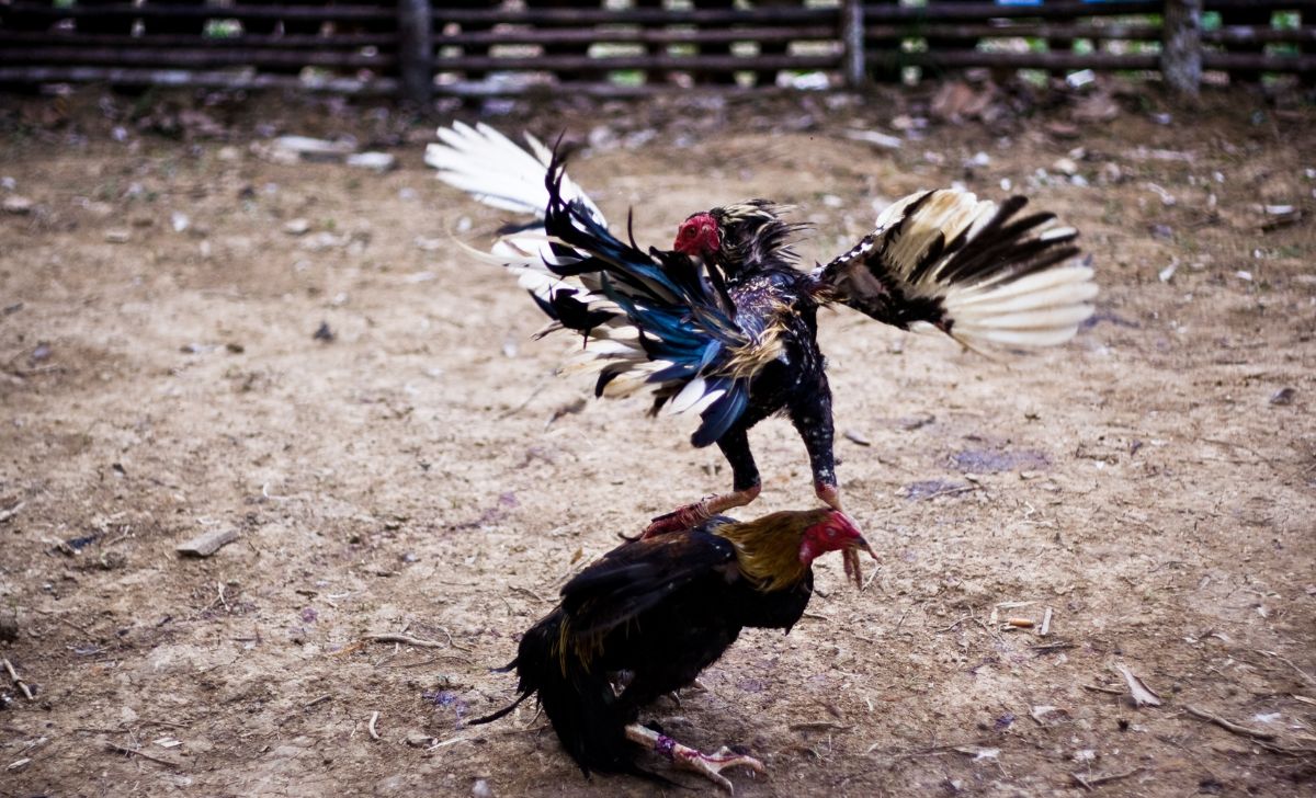 Kapolda Lampung Tantang TNI Buktikan Tuduhan Aliran Dana Judi ke Polsek Negara Batin