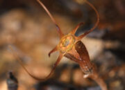 Tanaman Langka Ditemukan di Malaysia, Terancam Punah Akibat Aktivitas Pendakian