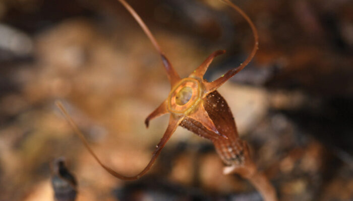 Tanaman Langka Ditemukan di Malaysia, Terancam Punah Akibat Aktivitas Pendakian