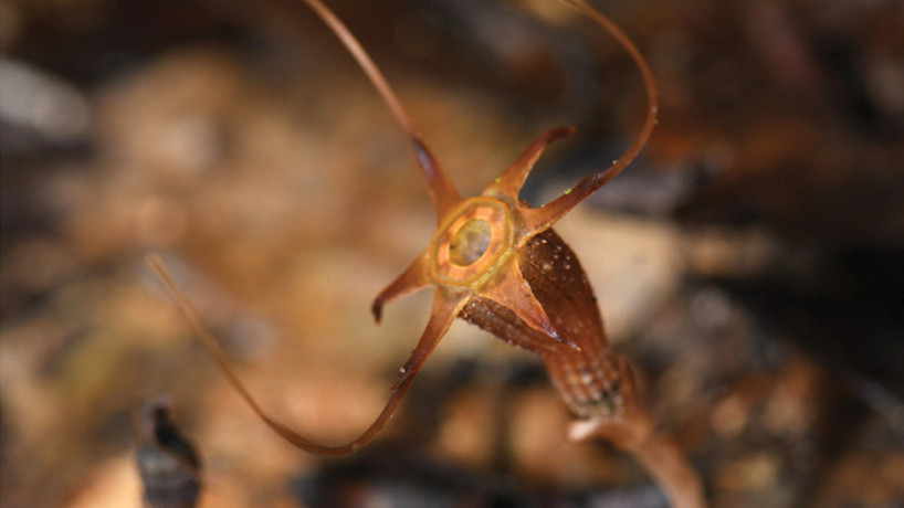 Tanaman Langka Ditemukan di Malaysia