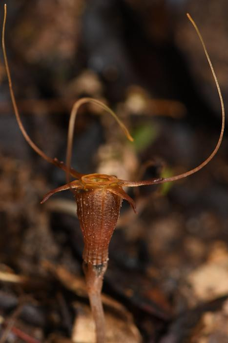 Tanaman Langka Ditemukan di Malaysia