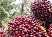 GAPKI Desak Pemerintah Tunda Kenaikan Tarif Pungutan Ekspor CPO