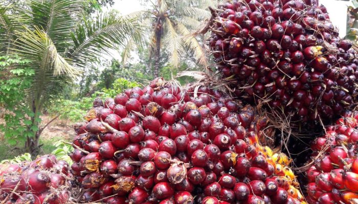 GAPKI Desak Pemerintah Tunda Kenaikan Tarif Pungutan Ekspor CPO