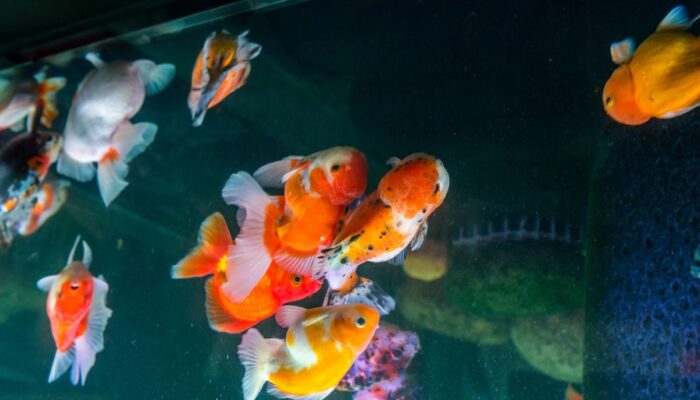 Kenapa Ikan Koki Berenang Terbalik? Begini Cara Mengobatinya!