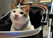 Bobby Kertanegara, Kucing Presiden Prabowo, Jadi Primadona di Petfest 2025