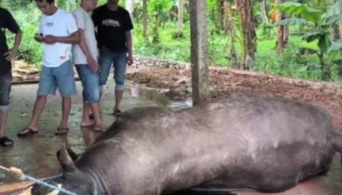 Sapi Kurban Presiden Prabowo Mati Mendadak, Diduga Keracunan