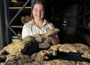 Peneliti Temukan Fosil Isi Perut Dinosaurus Pertama di Dunia, Ungkap Kebiasaan Makan Sauropoda