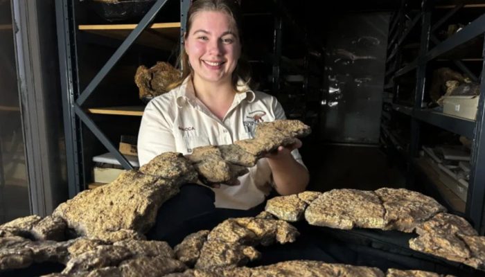 Peneliti Temukan Fosil Isi Perut Dinosaurus Pertama di Dunia, Ungkap Kebiasaan Makan Sauropoda