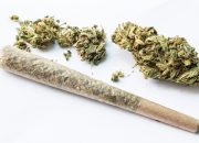 Thailand Larang Penjualan Ganja Tanpa Resep Dokter, Toko-Toko Panik Hadapi Aturan Baru