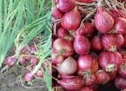 Harga Bawang Merah Melonjak hingga Rp 70.000 per Kilogram Akibat Gagal Panen
