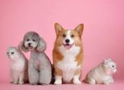 Pemprov DKI Jakarta Rancang Program BPJS untuk Hewan Peliharaan