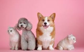 Pemprov DKI Jakarta Rancang Program BPJS untuk Hewan Peliharaan