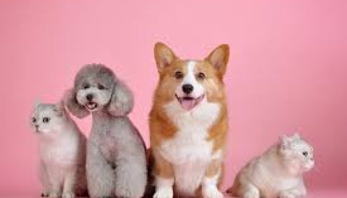 Pemprov DKI Jakarta Rancang Program BPJS untuk Hewan Peliharaan