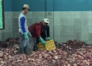 Desa Batur Banjarnegara Banjir Kurban: 720 Hewan Disembelih