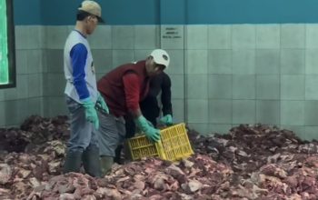 Desa Batur Banjarnegara Banjir Kurban: 720 Hewan Disembelih