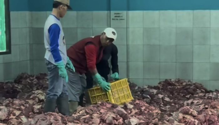 Desa Batur Banjarnegara Banjir Kurban: 720 Hewan Disembelih