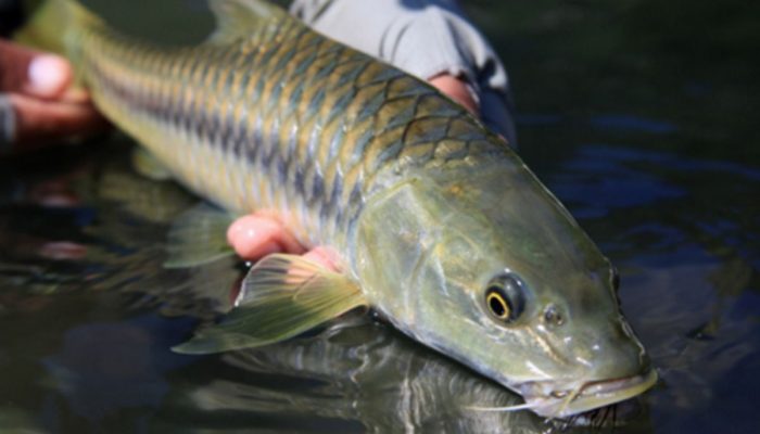 Ikan Mahseer: Mengenal Habitat dan Legenda Ikan Dewa di Jawa Timur