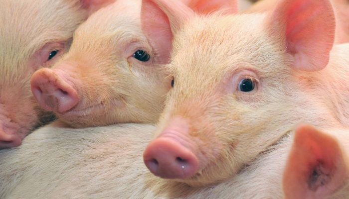 Tim Dokter China Sukses Transplantasi Paru-Paru Babi ke Tubuh Manusia untuk Pertama Kalinya