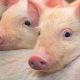 Tim Dokter China Sukses Transplantasi Paru-Paru Babi ke Tubuh Manusia untuk Pertama Kalinya