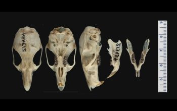 Peneliti BRIN Temukan Spesies Baru Tikus Hutan Endemik Sulawesi