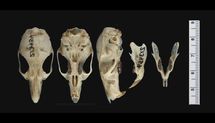 Peneliti BRIN Temukan Spesies Baru Tikus Hutan Endemik Sulawesi